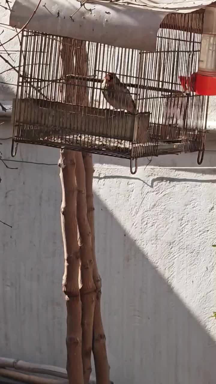 سهره|پرنده|مشهد, مقدم|دیوار