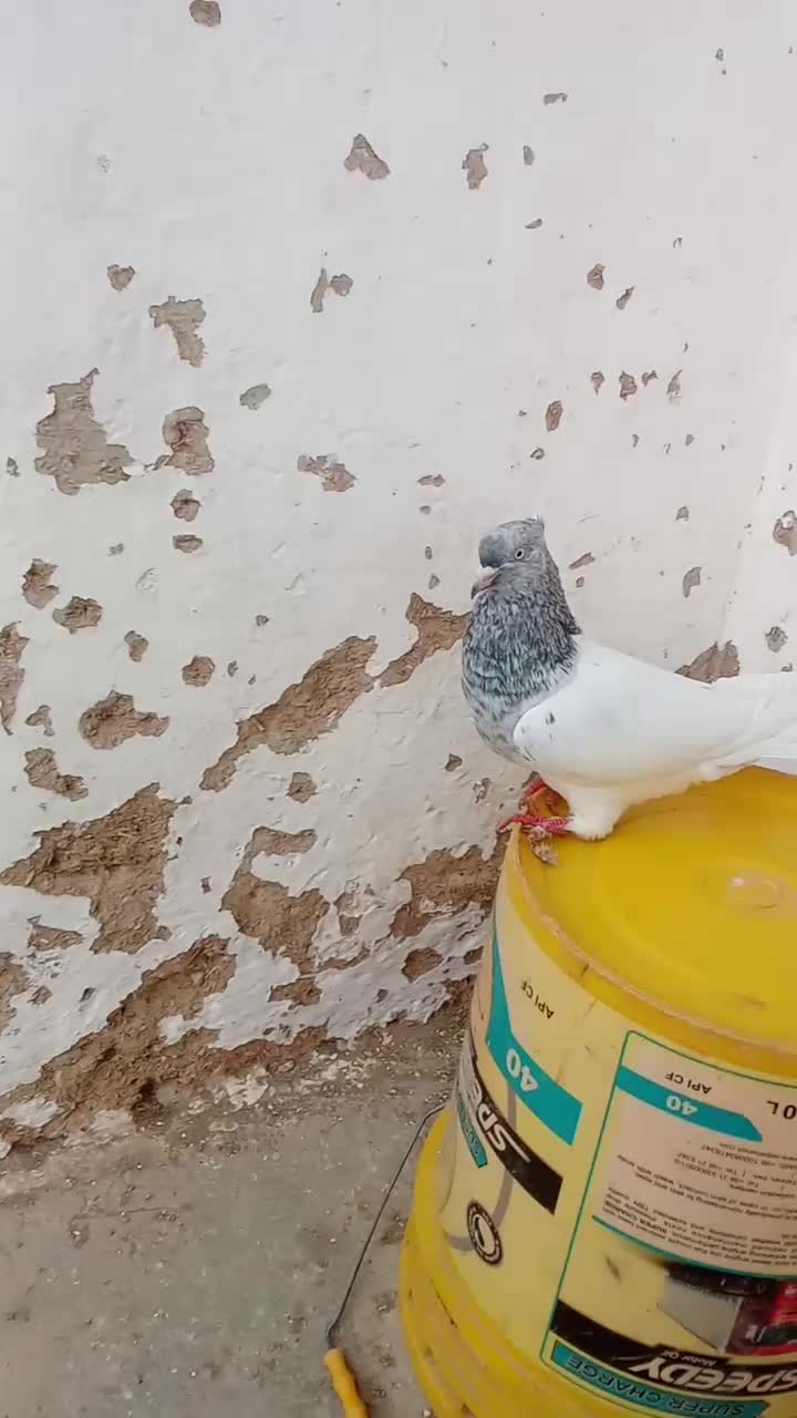 کله ساره|پرنده|شیروان (خراسان), |دیوار