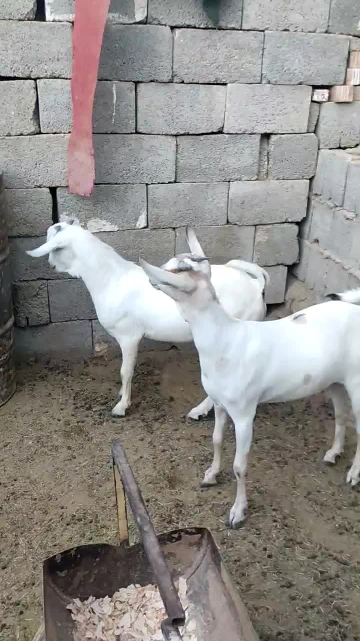 کهره سومال|حیوانات مزرعه|بستک, |دیوار