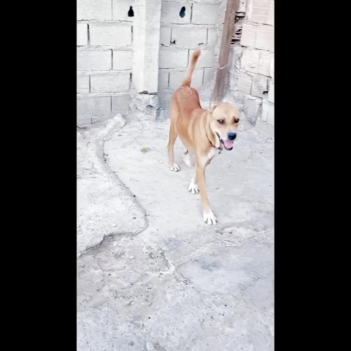 سگ ماده افغان|سگ|قزوین, |دیوار