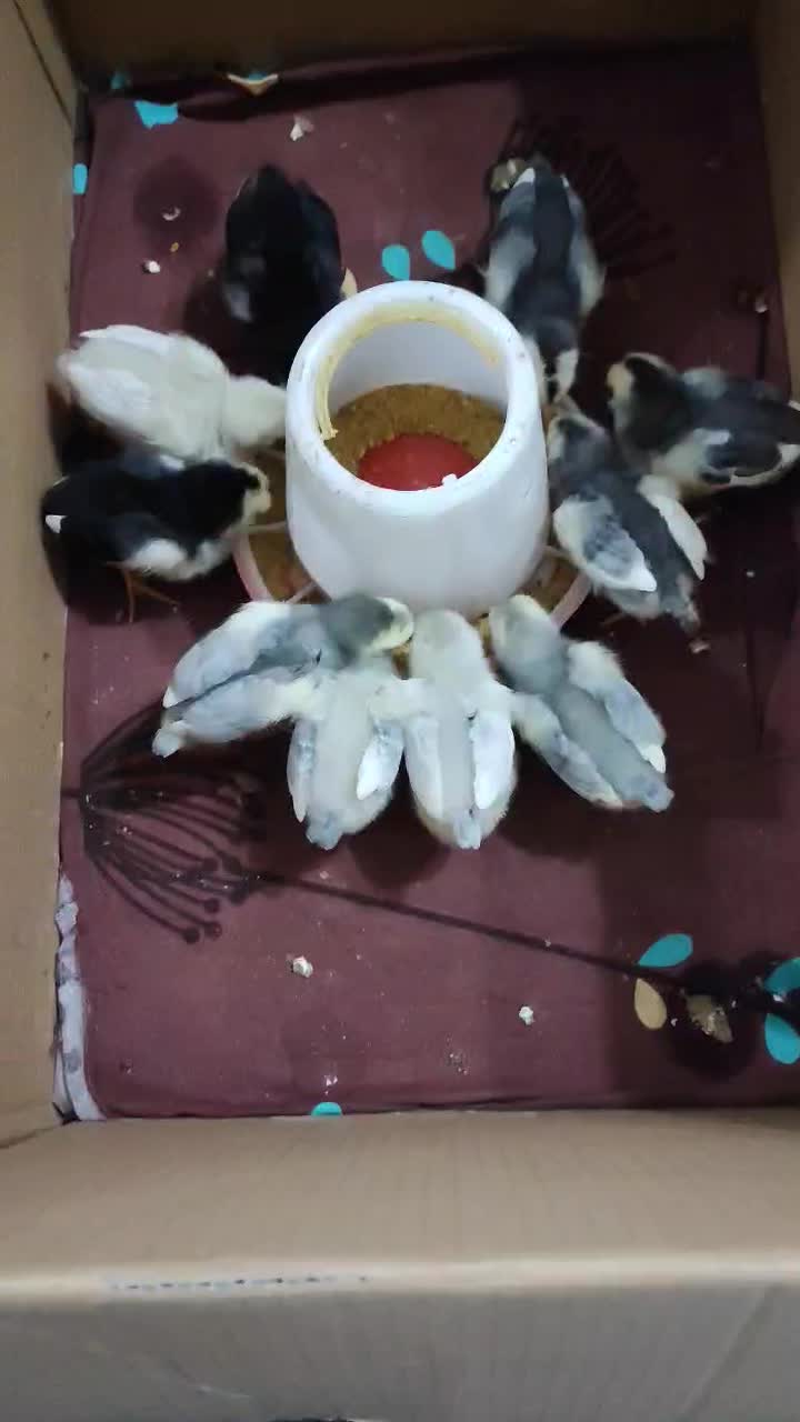 جوجه گلین|حیوانات مزرعه|شفت, |دیوار