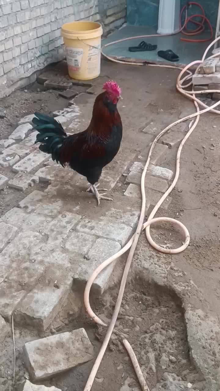 مرغ و خروس|حیوانات مزرعه|اهواز, کوی ابوالفضل|دیوار