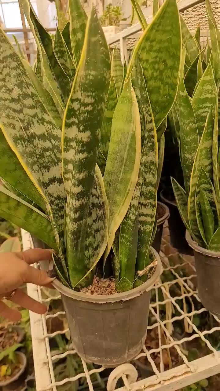 گل و گیاه آپارتمانی|گل و گیاه طبیعی|قزوین, |دیوار