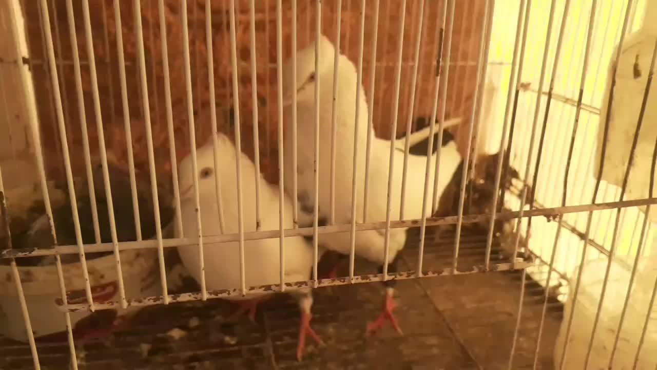 دمبی|پرنده|بجنورد, |دیوار