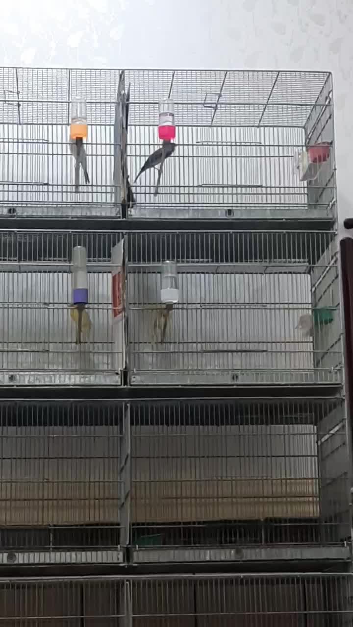 قناری نر توسی مست|پرنده|حمیدیه, |دیوار