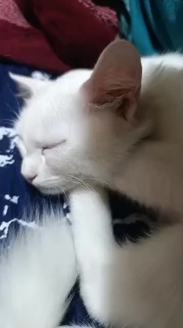 گربه خانگی|گربه|اهواز, حصیرآباد|دیوار