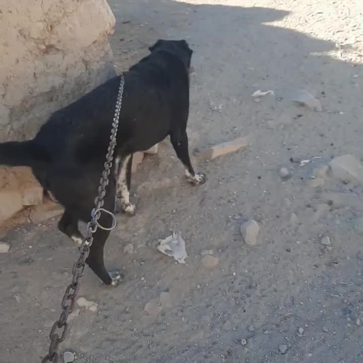 واگذاری سگ سه ساله|سگ|ترکمانچای, |دیوار