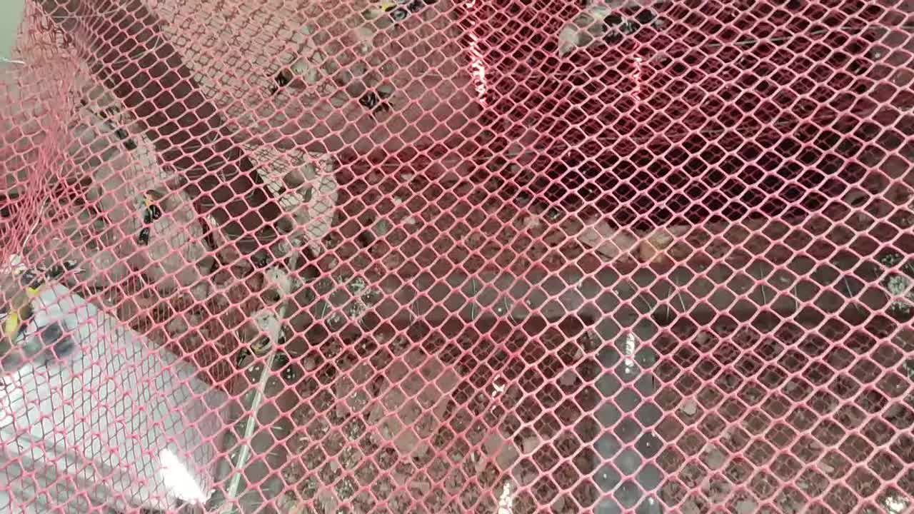 سهره|پرنده|الیگودرز, |دیوار