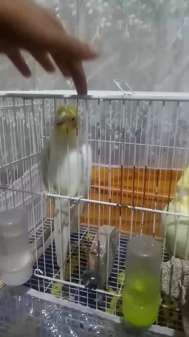 یک جفت لوتینو|پرنده|مشهد, شهید قربانی|دیوار