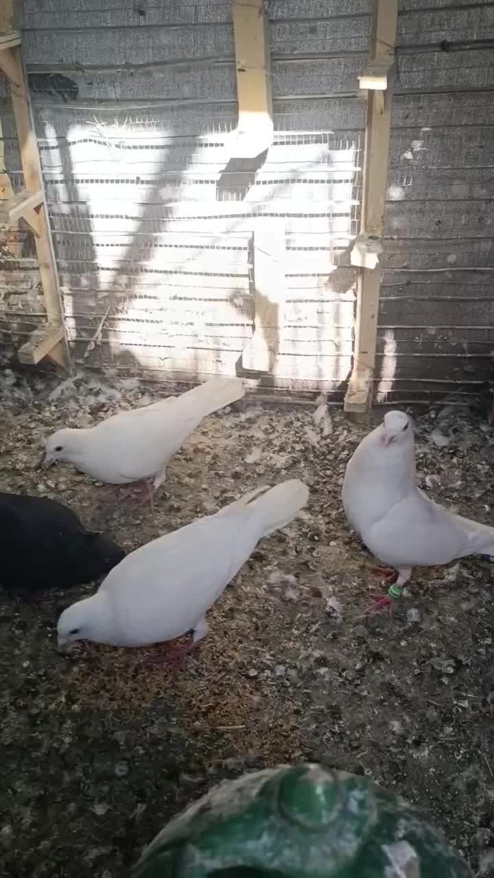 سفید پلاکی|پرنده|بم, |دیوار