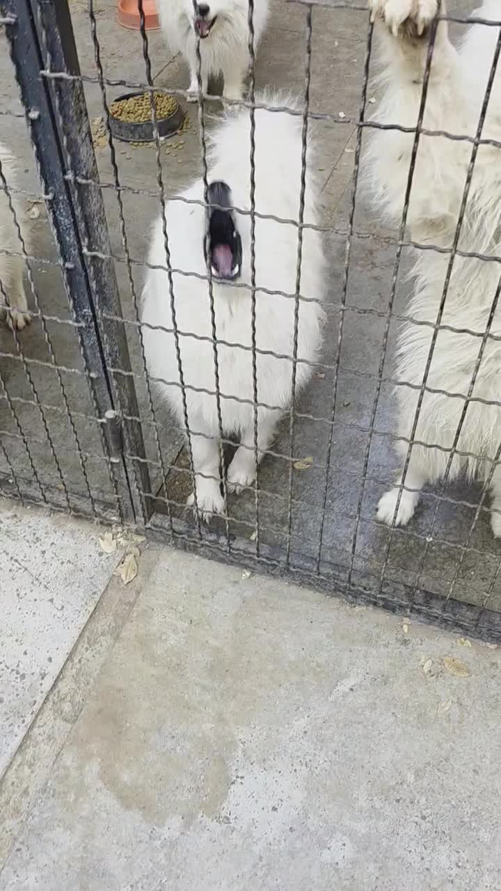 واگزاری سگ نژاد سامویید اصل از نسل وارداتی اصل|سگ|کرج, شهرک سهرابیه|دیوار