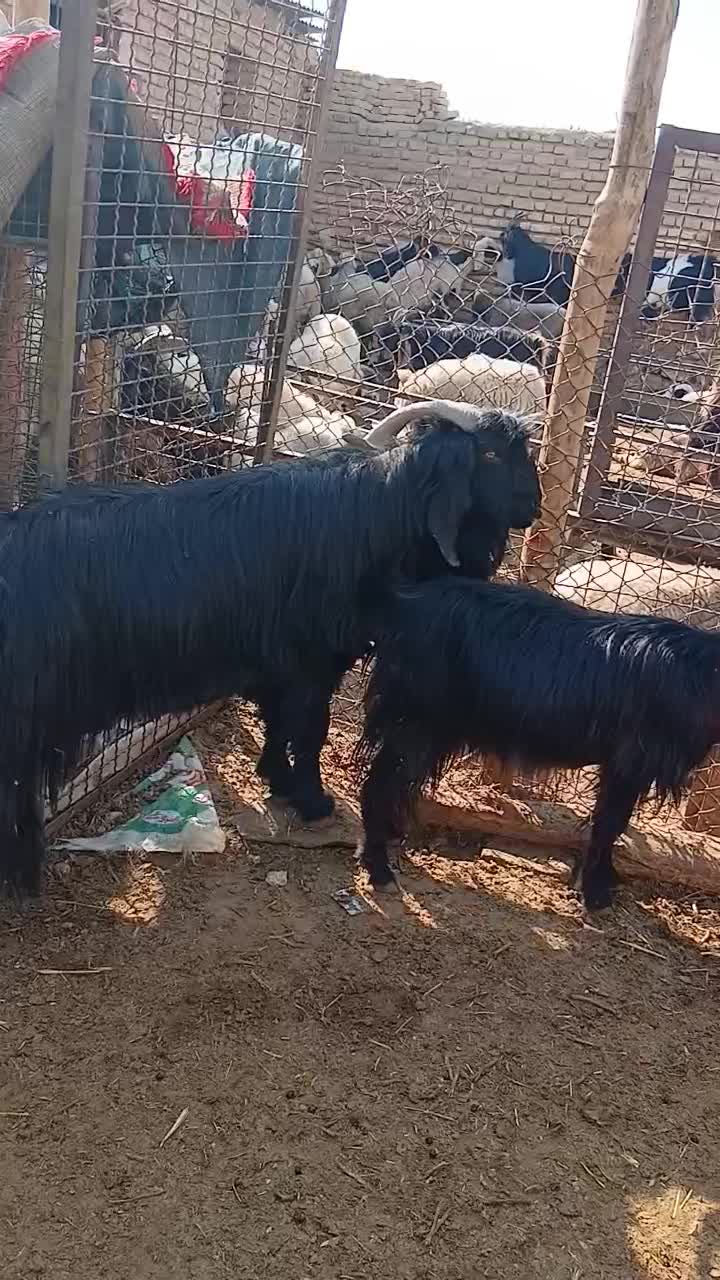 فروش بز آبستن سنگین چنتا ش تا هفت روزیکه میزایند|حیوانات مزرعه|مرودشت, نقش رستم|دیوار