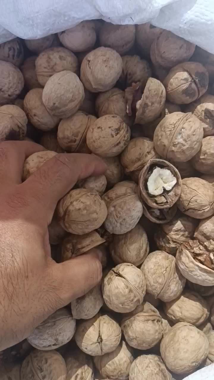 گردو|خوردنی و آشامیدنی|نیشابور, شهرک فرهنگیان|دیوار