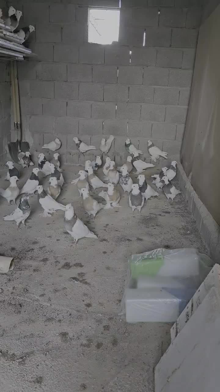 کبوتر طوقی اصل|پرنده|بندر گناوه, |دیوار