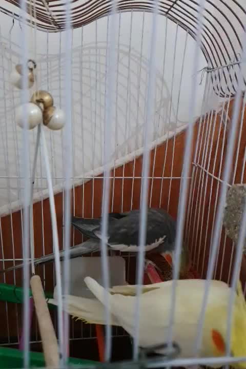 دوعدد عروس هلندی نروماده|پرنده|اردبیل, |دیوار