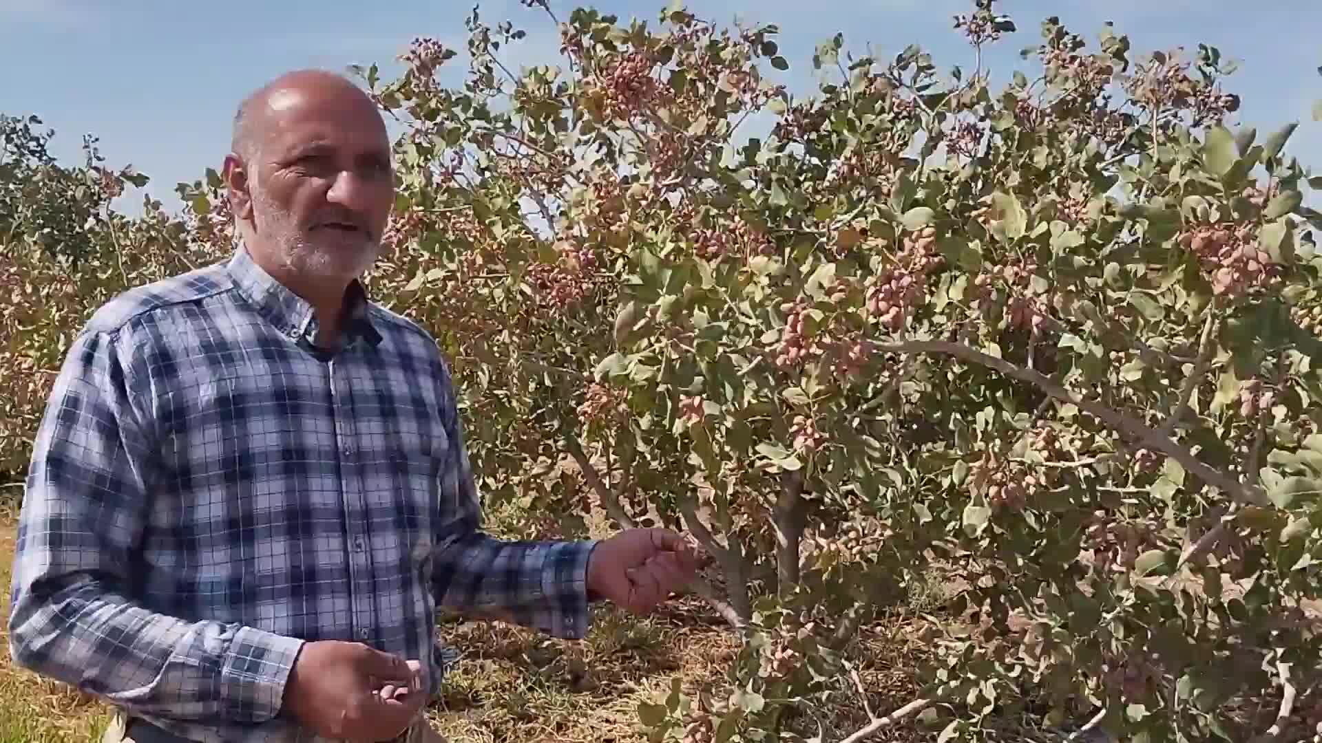 کود های تقویتی درخت پسته (افزایش سایز و خندان شدن)|خدمات باغبانی و درختکاری|قم, آزادگان|دیوار