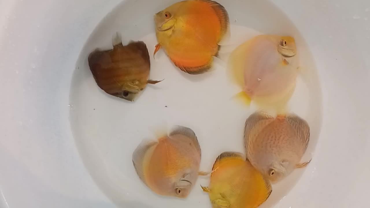 سالن ماهی دیسکس نیشابور افتتاح شد|ماهی|نیشابور, شهرک بسیج|دیوار