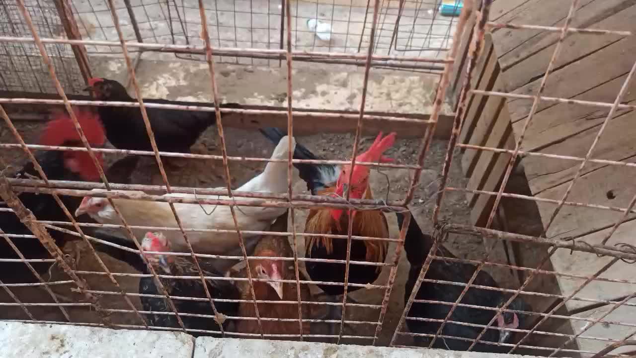 خروس محلی اصل|حیوانات مزرعه|اهرم, |دیوار