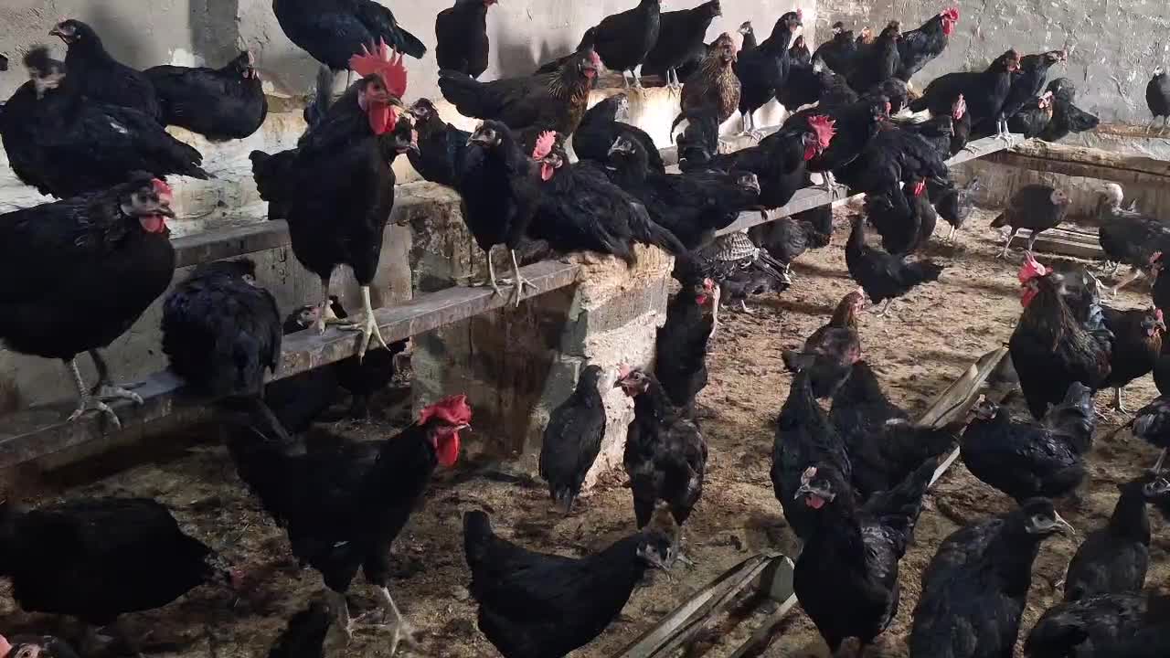 تخم مرغ نطفه دار مرغ سیاه|حیوانات مزرعه|کاشان, فاز ۲ ناجی آباد|دیوار