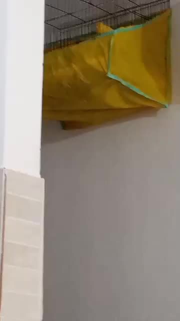 قناری سوپر کشیده بلند نر بخوان|پرنده|رشت, جهاد|دیوار