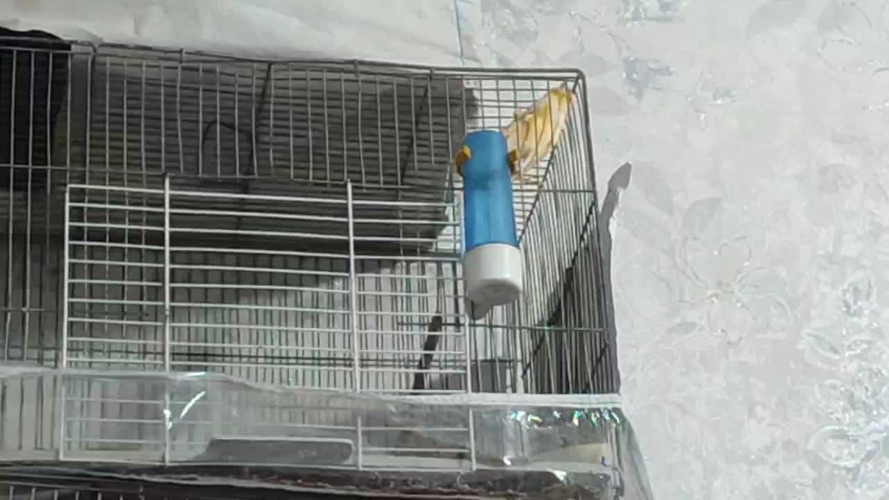 جفت قناری|پرنده|اردبیل, |دیوار