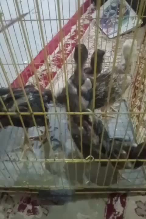 خروس اوشامو گردن لرزا ویک تیغ سفید|حیوانات مزرعه|تربت‌حیدریه, جانبازان|دیوار