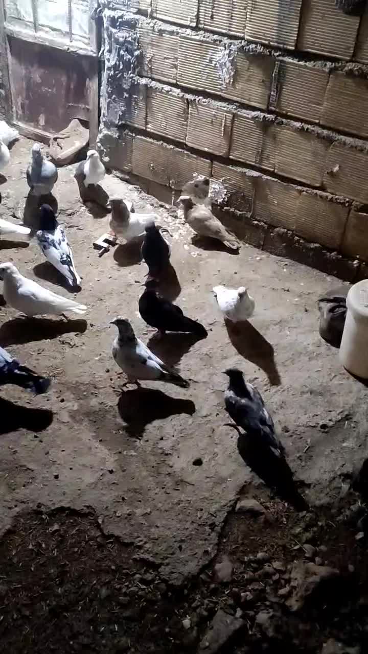 20کفتریک|پرنده|بیرانوند, |دیوار