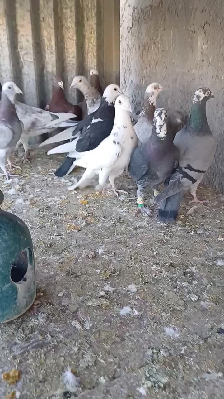 دورگ و پلاکی|پرنده|پیر بکران, |دیوار