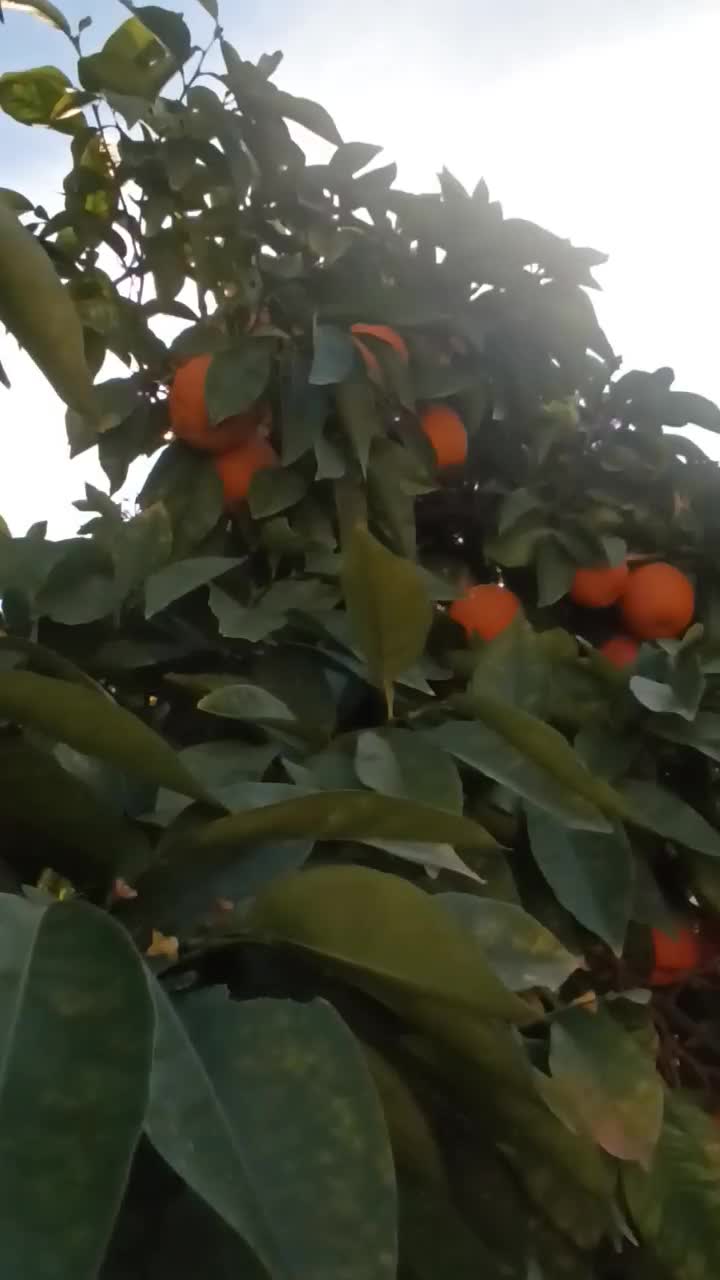 نارنج|خوردنی و آشامیدنی|زرند, |دیوار