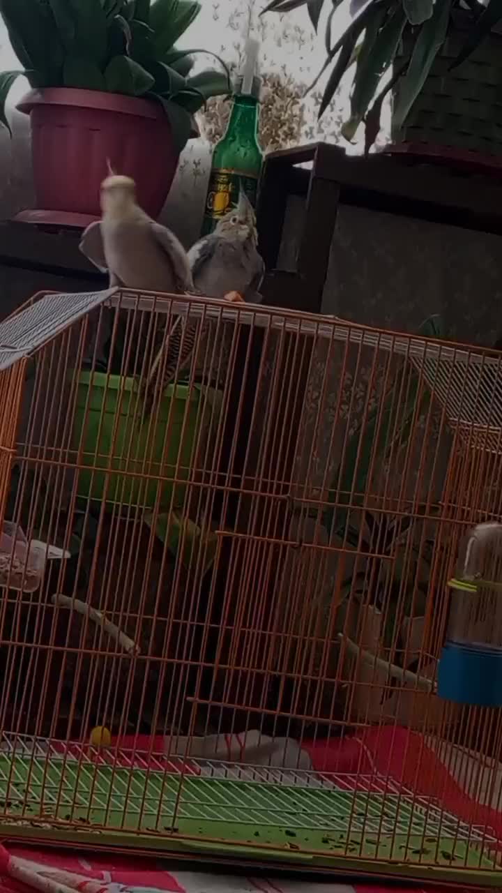 عروس هلندی|پرنده|برخوار, |دیوار