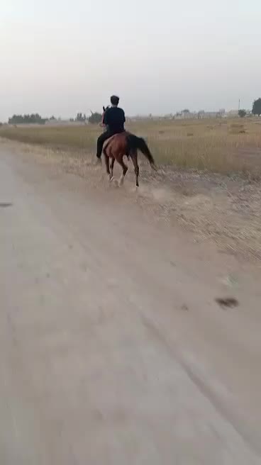 اسب عرب نریان خالص|اسب و تجهیزات اسبسواری|ری, صالح آباد جنوبی (باغ رضوان)|دیوار