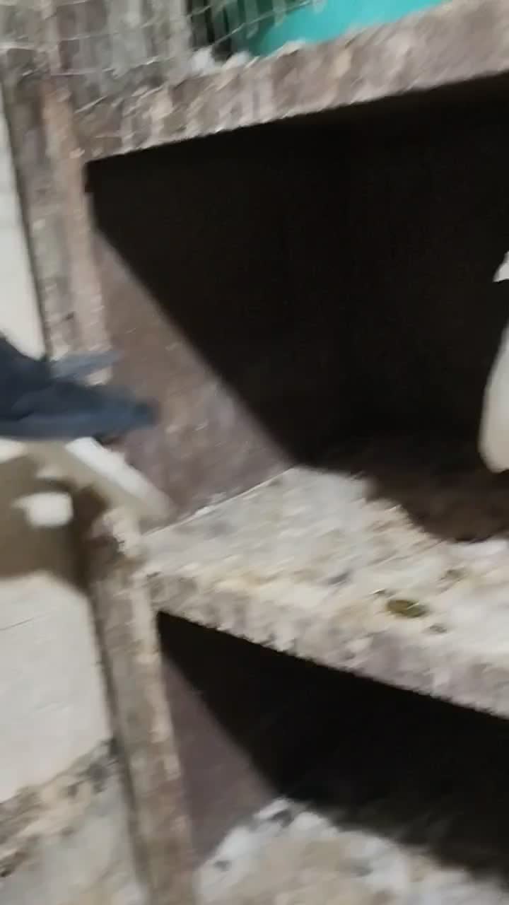 کبوتر سیاهپوش|پرنده|الوند, |دیوار