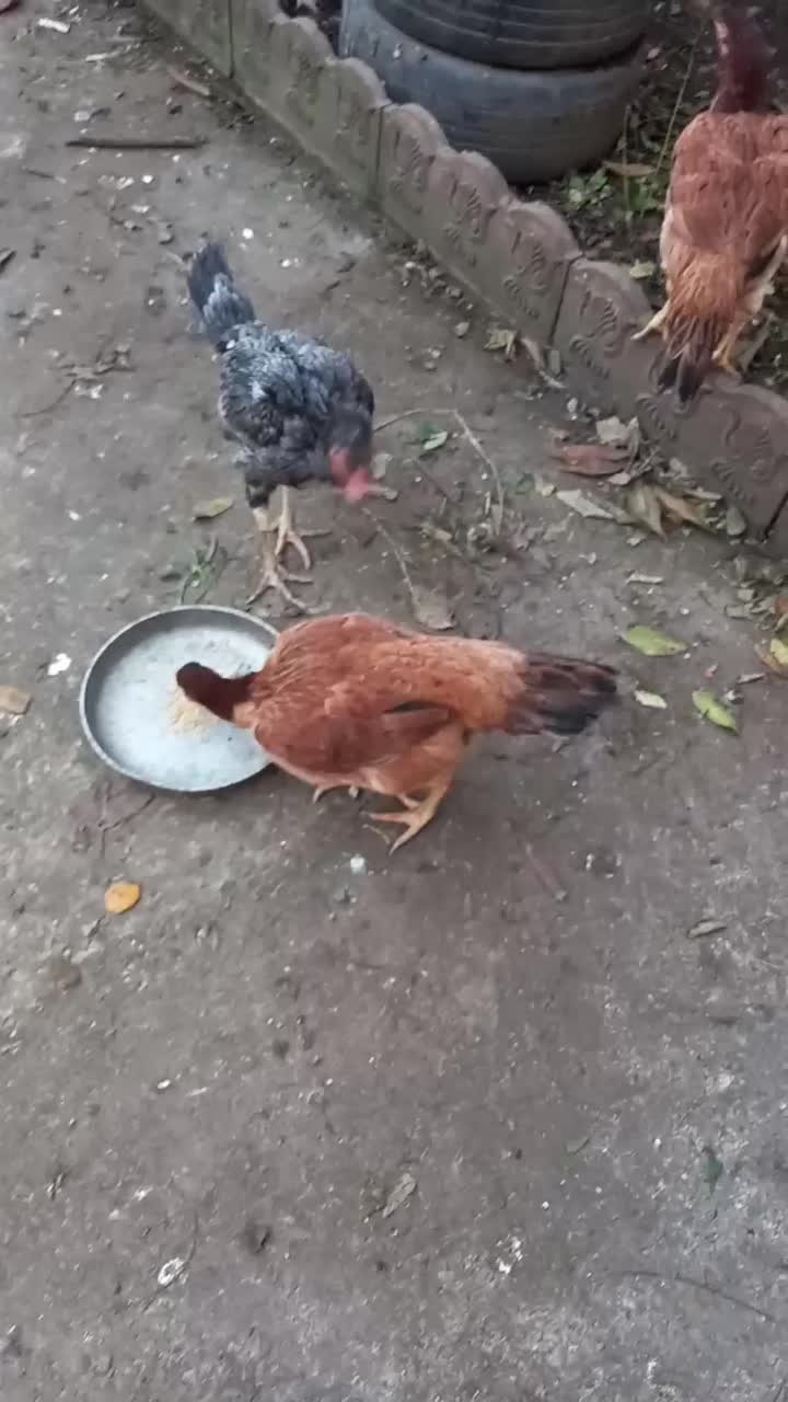 جوجه خروس لاری و مرغ لاری 800|حیوانات مزرعه|لولمان, |دیوار