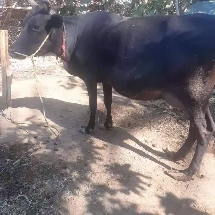 گاو|حیوانات مزرعه|بندرعباس, |دیوار