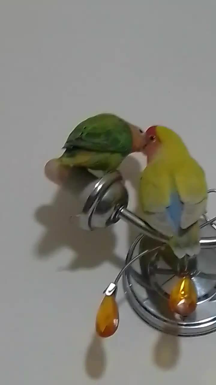 یک جفت طوطی برزیلی رنگ خاص باقفس و تمام وسایل|پرنده|ملارد, |دیوار