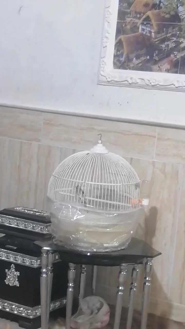 سهره کرمانی|پرنده|نیشابور, مازول|دیوار