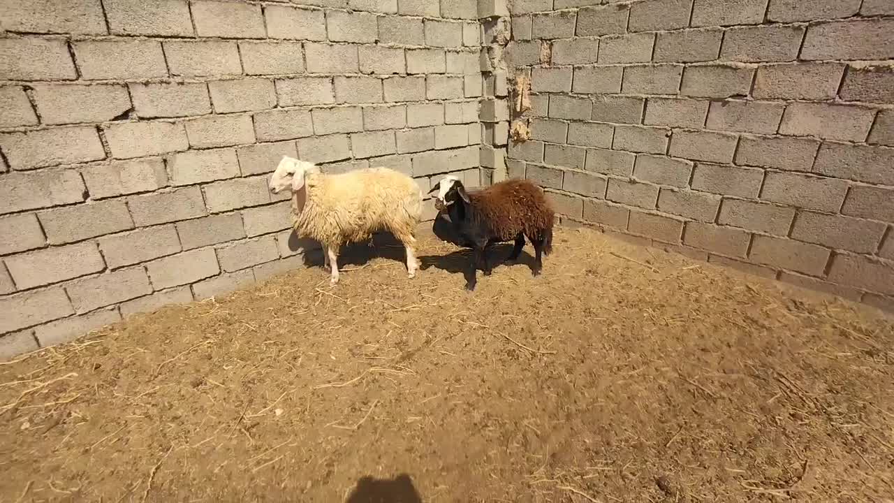 بره|حیوانات مزرعه|گناباد, |دیوار