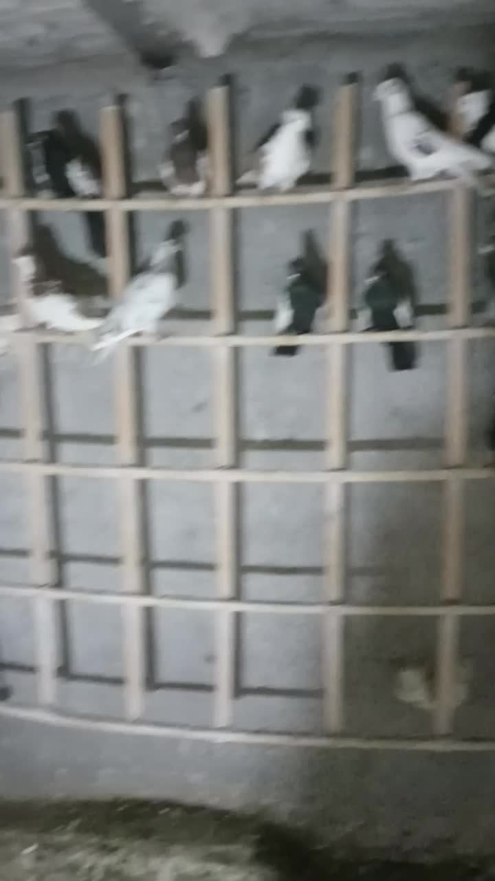 کفتر|پرنده|فاروج, |دیوار