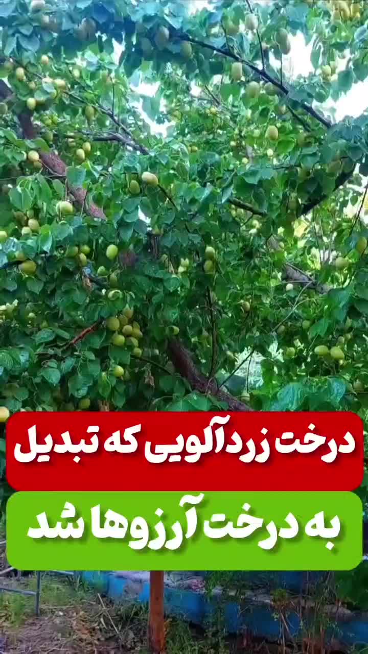 کود ارگانیک افزایش باردهی|خدمات باغبانی و درختکاری|مشهد, کلاهدوز|دیوار