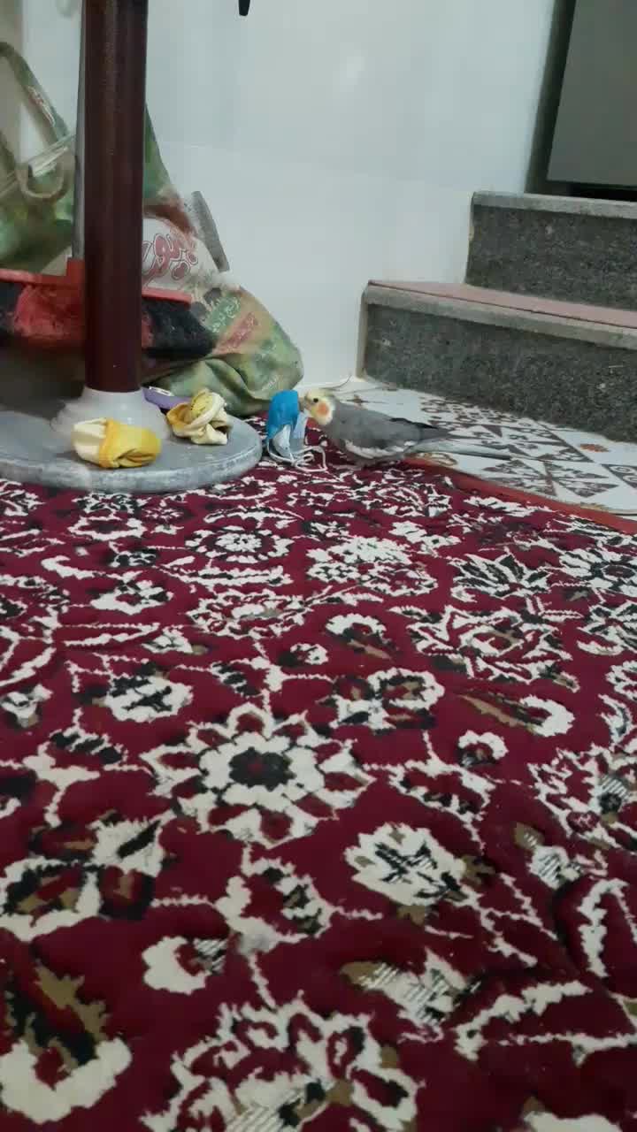 عروس هلندی نر با استعداد و سخنگو|پرنده|شیراز, ارم|دیوار