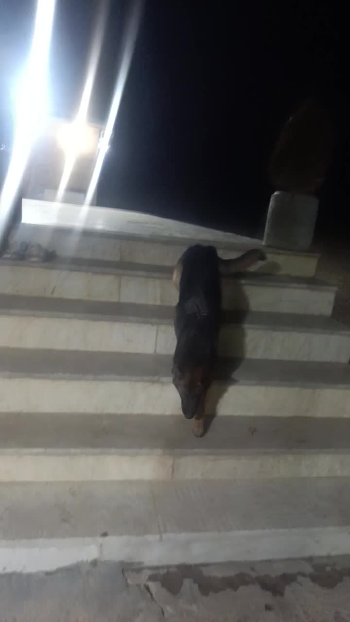 سگ ژرمن ماده|سگ|کرمانشاه, |دیوار