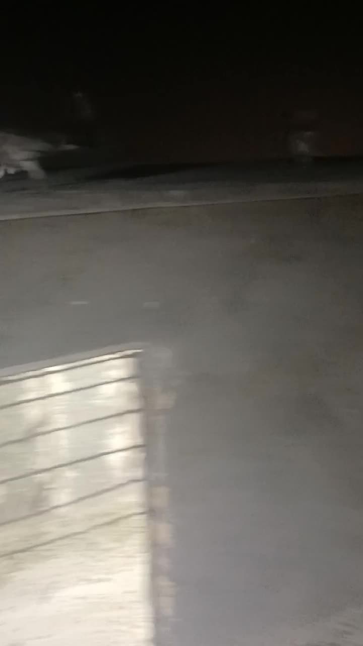 ۳۰ عدد کفتر بوم|پرنده|مشهد, نوید|دیوار