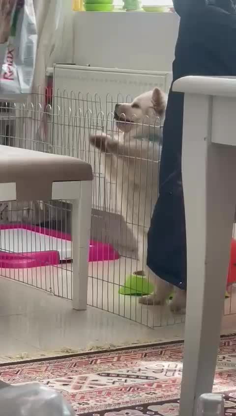 چاو چاو|سگ|کرج, عظیمیه|دیوار