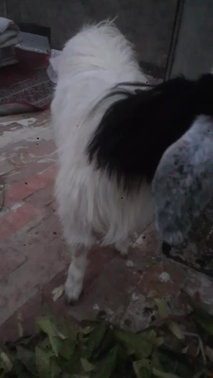 بزغاله چاق وسرحال پول لازمم|حیوانات مزرعه|مشهد, بهمن|دیوار