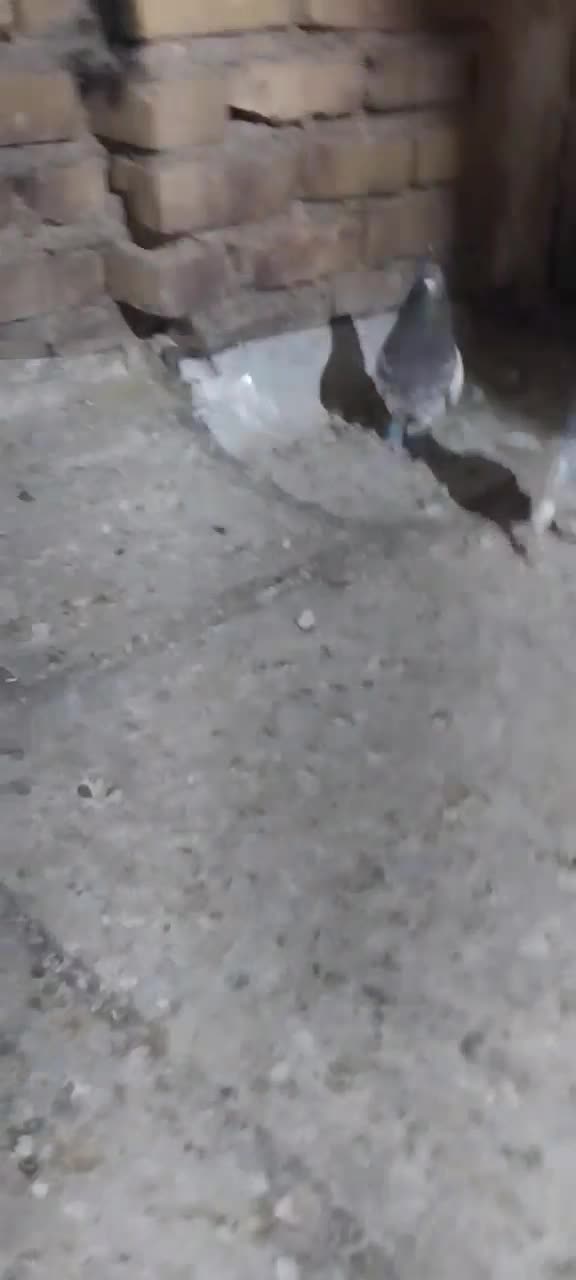 یک جفت کله خوشگل|پرنده|تربت جام, والفجر|دیوار