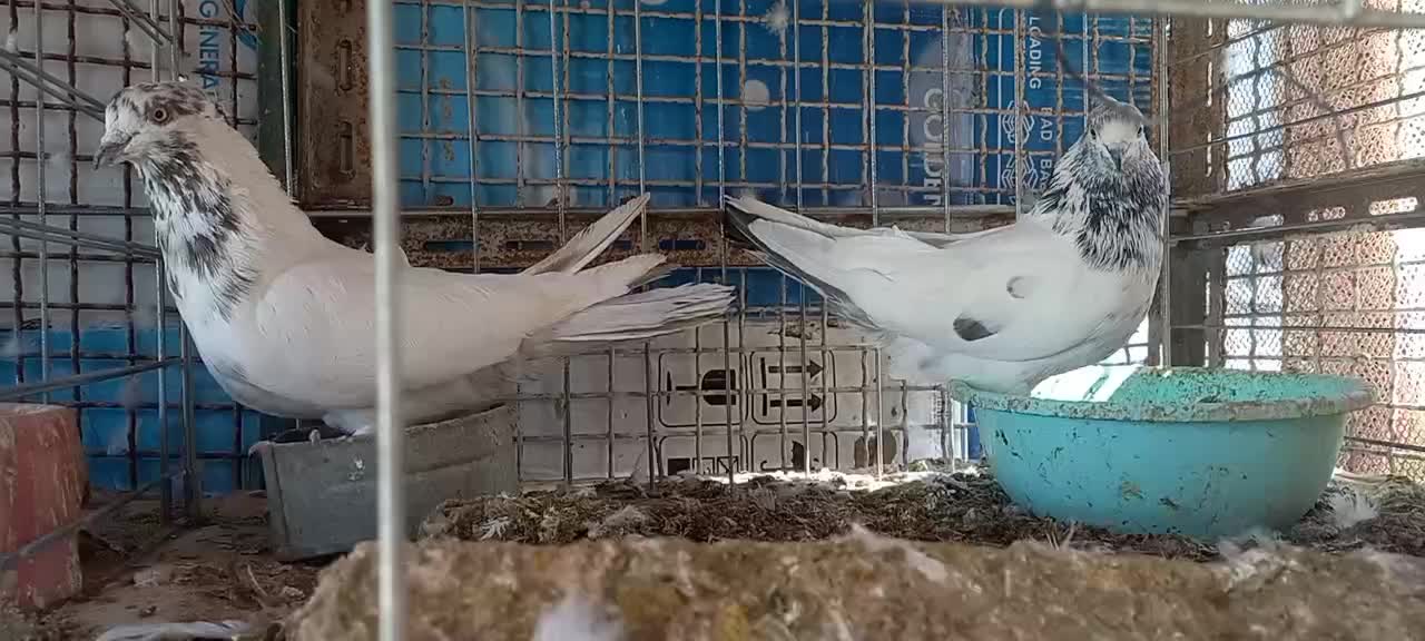 کفتر گرهن|پرنده|قشم, |دیوار