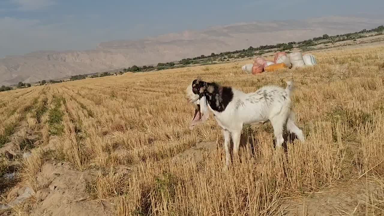 فروش دوتا پازن گلابی و پتیری پاکستانی|حیوانات مزرعه|گله دار, |دیوار