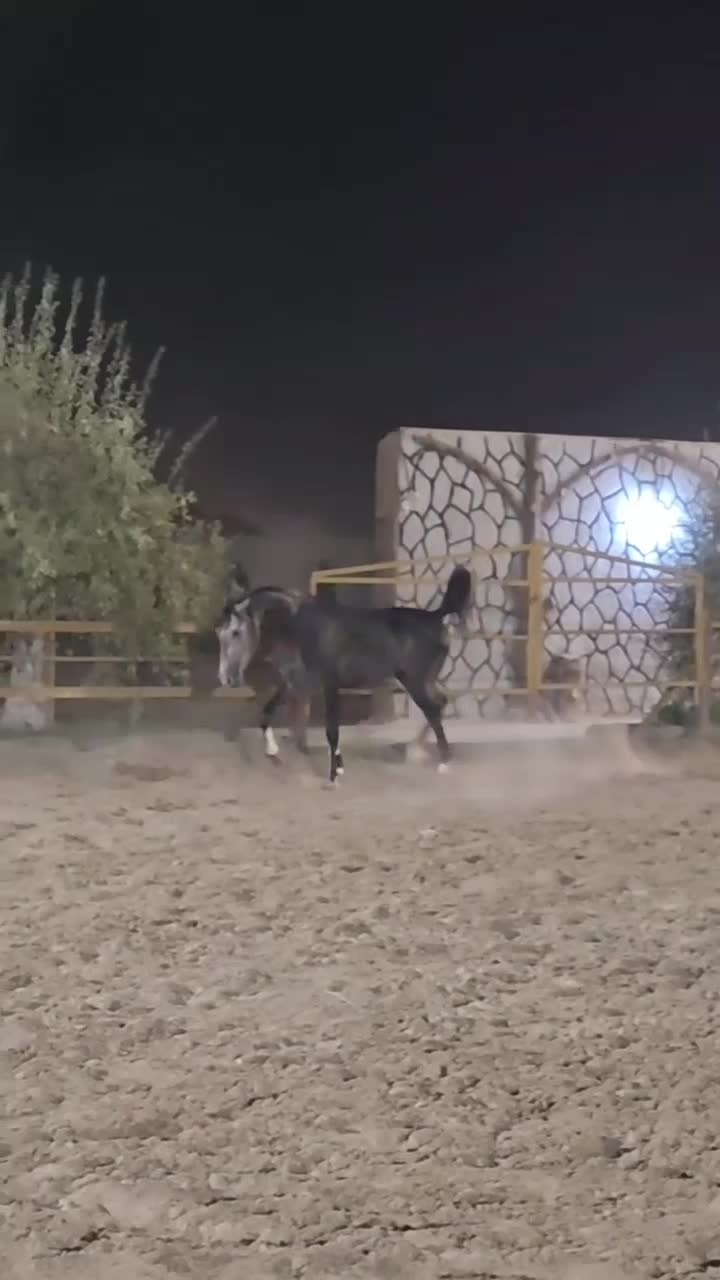 فروش اسب نیله کرد|اسب و تجهیزات اسب‌سواری|بابل, |دیوار