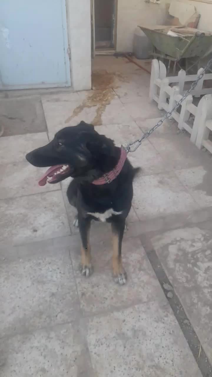 ژرمن کراس (دورگ)|سگ|جوادآباد, |دیوار