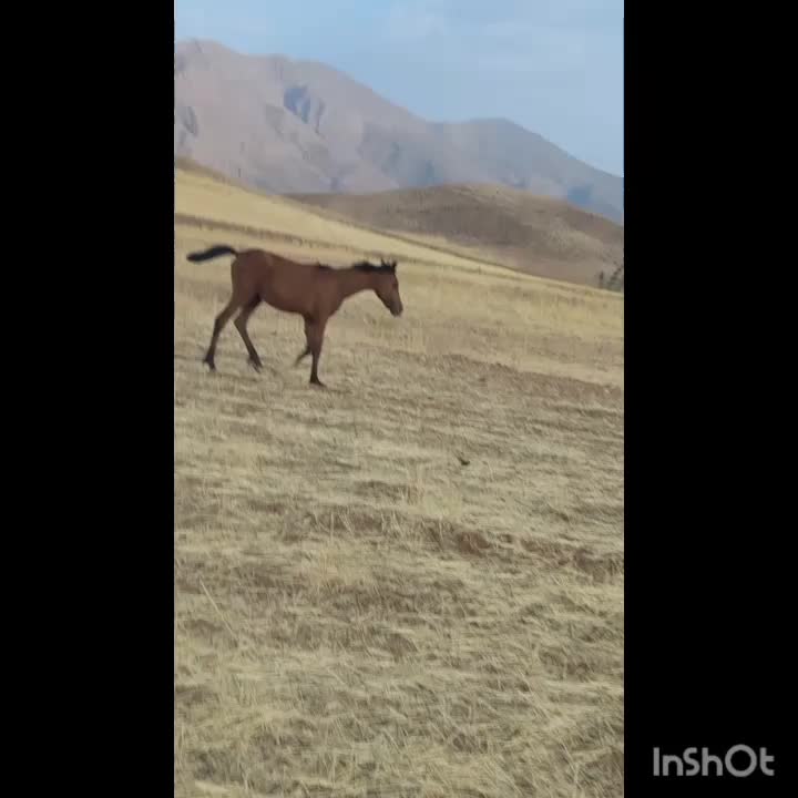 کره مادیان|اسب و تجهیزات اسبسواری|تهران, شیخ هادی|دیوار